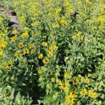 Rudbekia plstnatá (Rudbeckia subtomentosa) ´SmileyZ´, výška 10-20 cm - kont. C1L